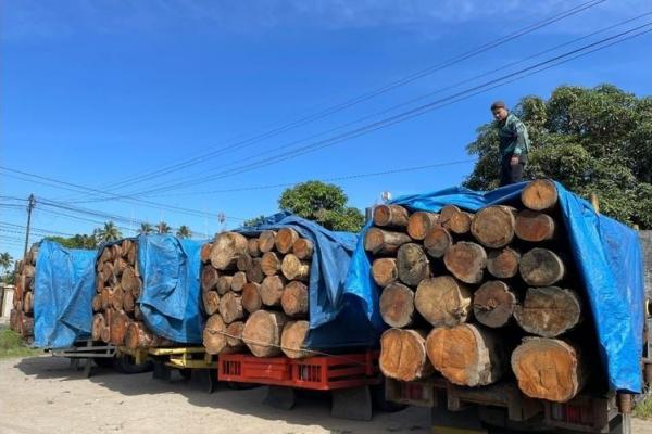 Kemenhut Stop Sementara Pengangkutan Kayu di Sumatra, Cegah Peredaran Ilegal
