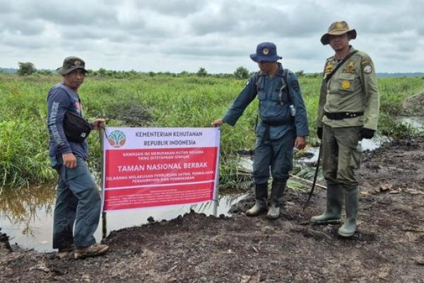 Hampir 100 Hektare Sawit Ilegal di TNBS Dimusnahkan, Kemenhut Buru Pemodal
