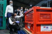 Kemenhut bersama KBRI Bangkok berhasil merepatriasi empat individu orangutan korban perdagangan ilegal satwa liar dari Thailand ke Indonesia (Foto: Kemenhut)