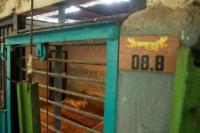 Anak harimau Benggala (Panthera tigris tigris) berusia delapan bulan di Eks Kebun Binatang Bandung atau Bandung Zoo (Foto: Pemkot Bandung)